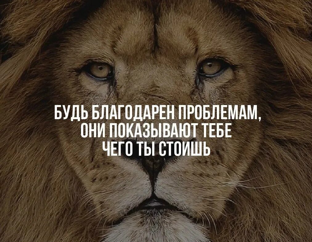 Будь сильным как лев. Лев цитаты. Фразы про Львов. Афоризмы про Льва. Фразы про Льва.