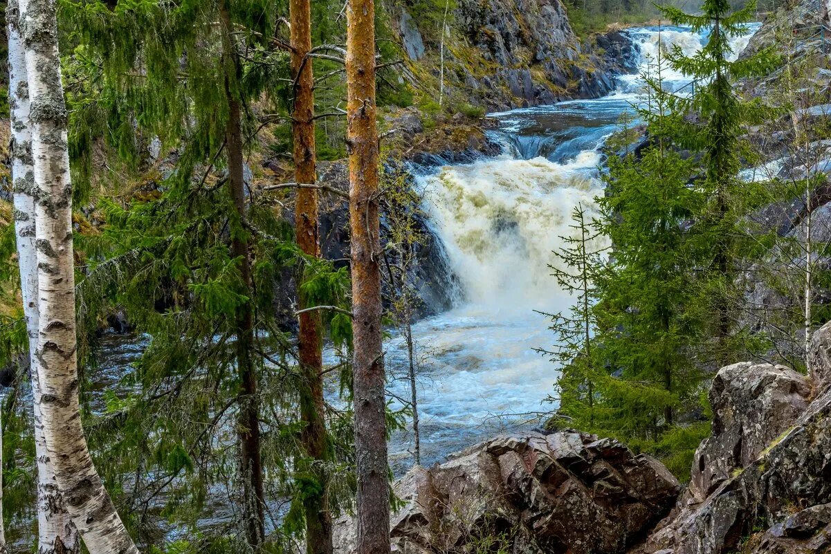 Водопад в карелии название. Водопады Кивач Кивач. Заповедник и водопад Кивач. Заповедник Кивач в Карелии. Петрозаводск водопад Кивач.