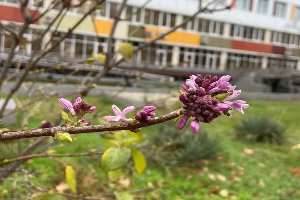 Когда появляется сирень. Сирень зацветает в Краснодаре. Краснодар зацвел. Краснодар цветет в декабре. Цветы декабрь.