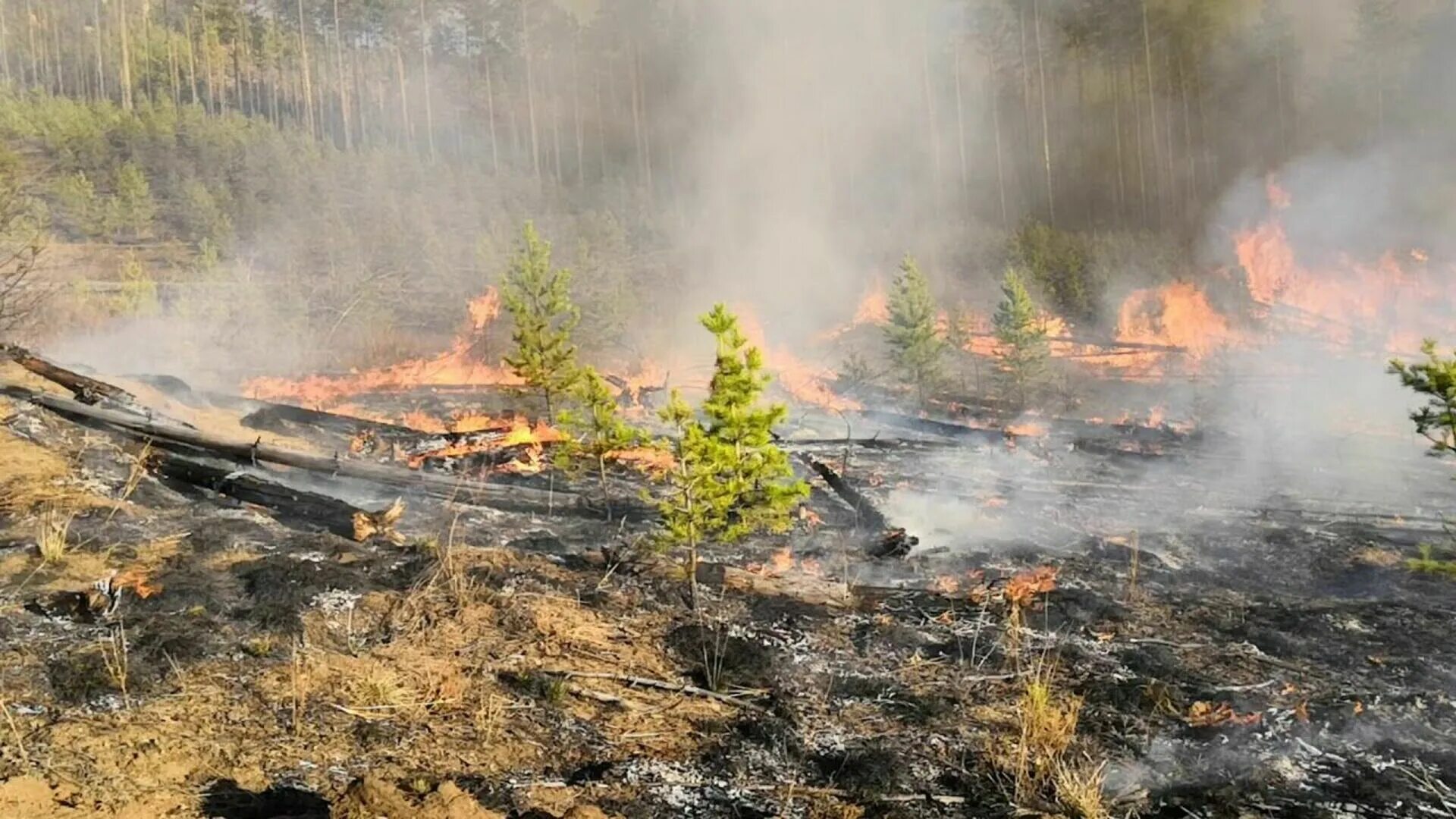 В атмосфере снова сгораю. Лесные пожары Сибирь Тайга. Пожар в сибирской тайге. Пожары в Сибири 2019. Лесные пожары в Сибири 2019 год.