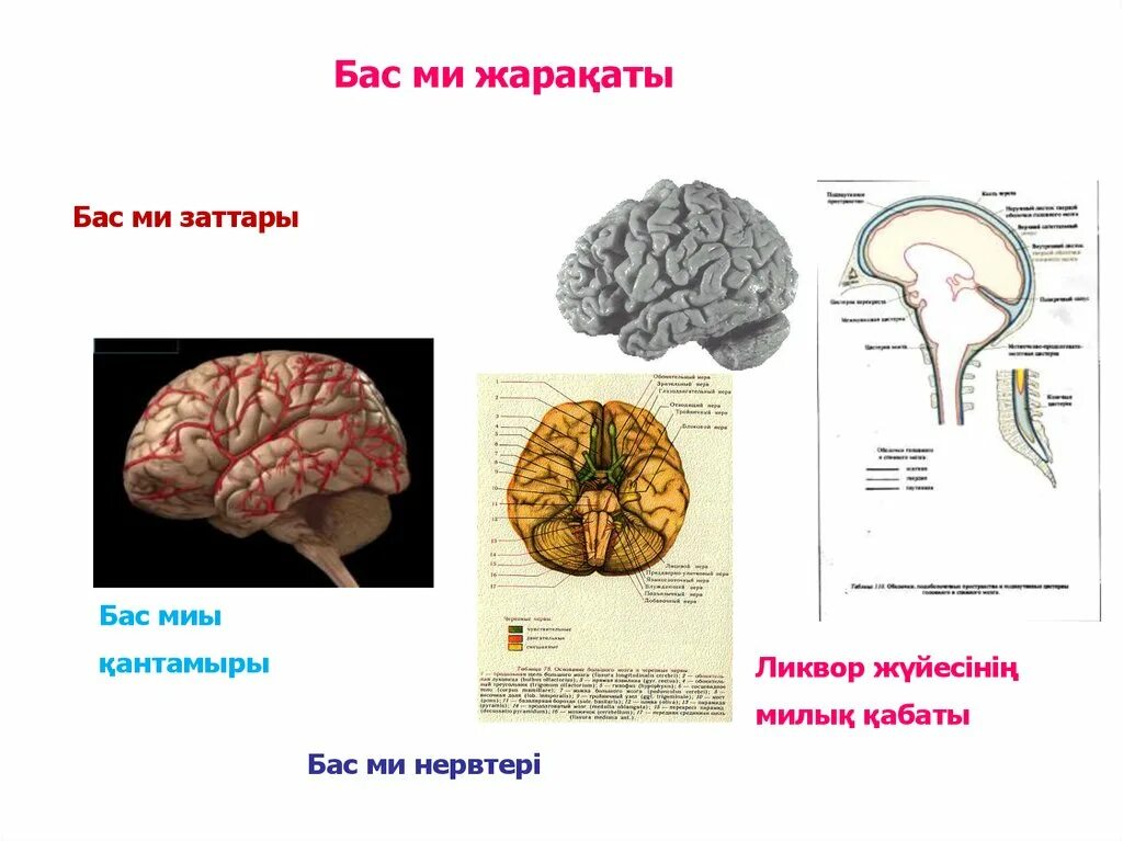 Бас сурет. Бас сурет