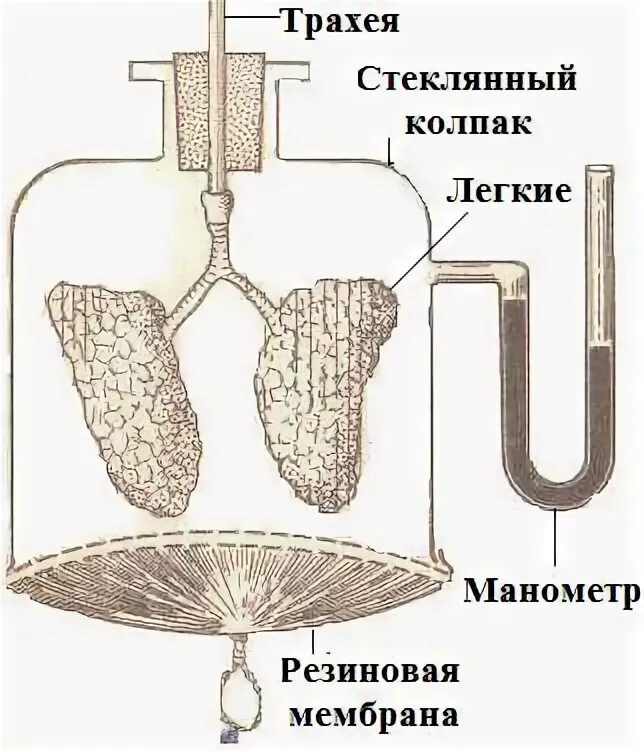 Модель которую впервые предложил голландский физиолог дондерс. Дондерс модель легких. Модель Дондерса механизм вдоха и выдоха. Опыт Дондерса ЕГЭ биология. Модель Дондерса схема.