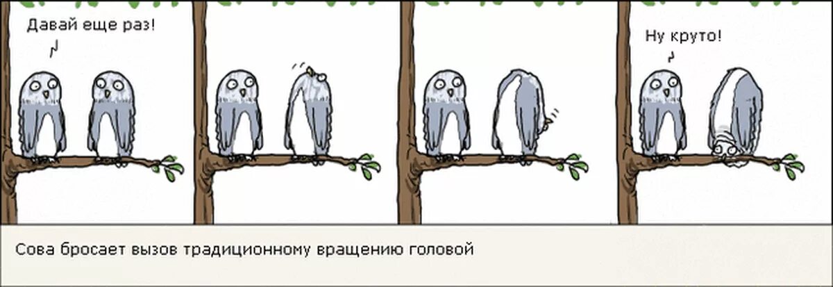 Совпадение рисунок. Анекдот про сову. шутки про сову. совпадение падение сов. приколы про рисование.