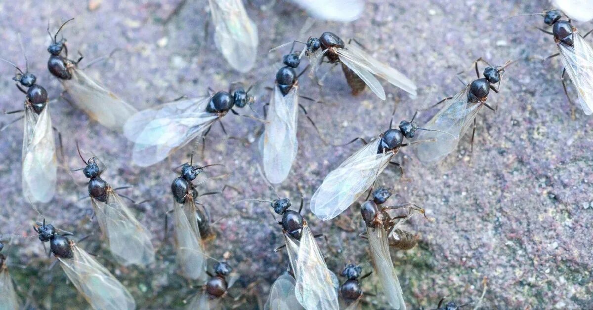 Нашествие крылатых муравьев. Крылатые муравьи. Летающие матки муравьёв. Муравьи с крыльями. Читать серые муравьи