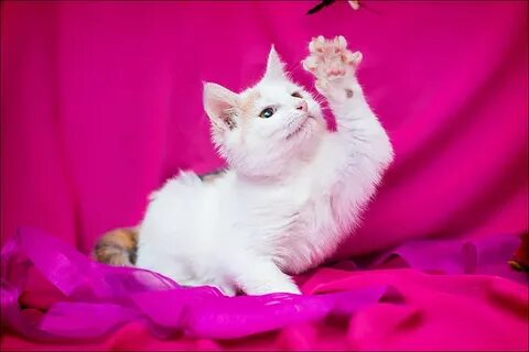 Алиса покажи фотку кота