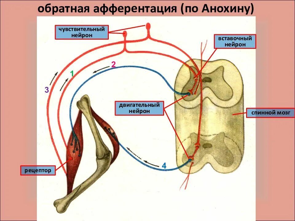 Афферентация это. Рефлекторная дуга и рефлекторное кольцо. Обратная афферентация. Рефлекторная дуга Обратная афферентация. Принцип обратной афферентации физиология.