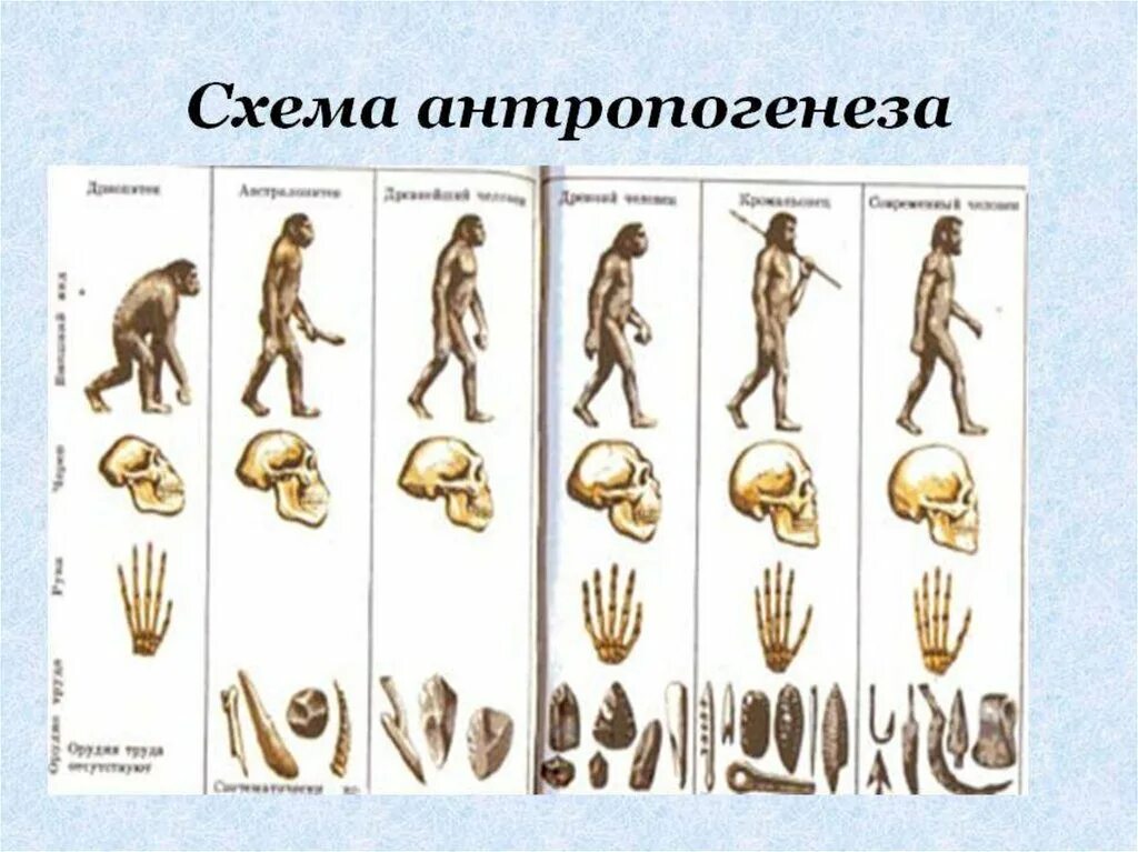 Установите последовательность антропогенеза человек. Антропогенез теория эволюции. Этапы эволюции человека Дарвин. Антропогенез Эволюция человека этапы эволюции. Антропогенез схема эволюции человека.