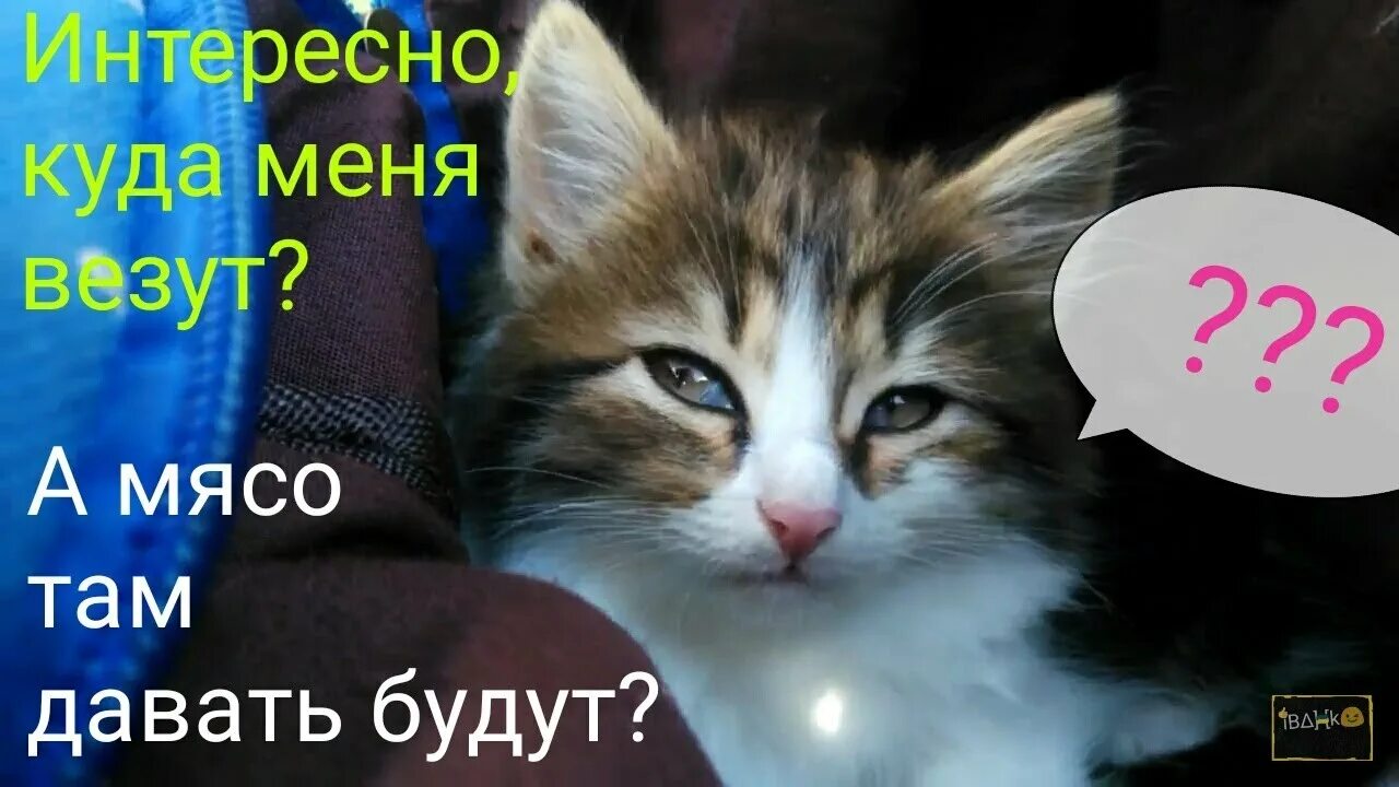 Котята 1 час.