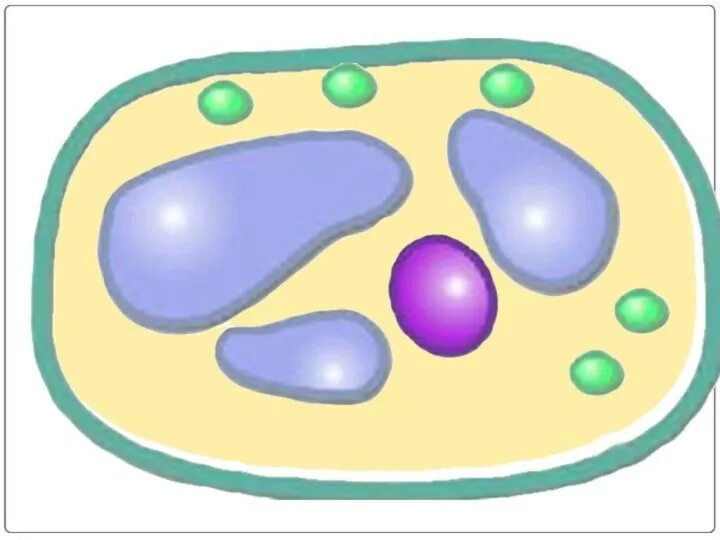 Рисунок модели клетки. Клетка биология 5 класс. Модель аппликация строение растительной клетки 5 класс биология. Модель строения клетки. Клетка 5 класс без подписей.