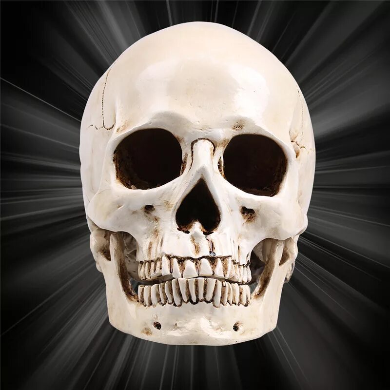 Skull 1