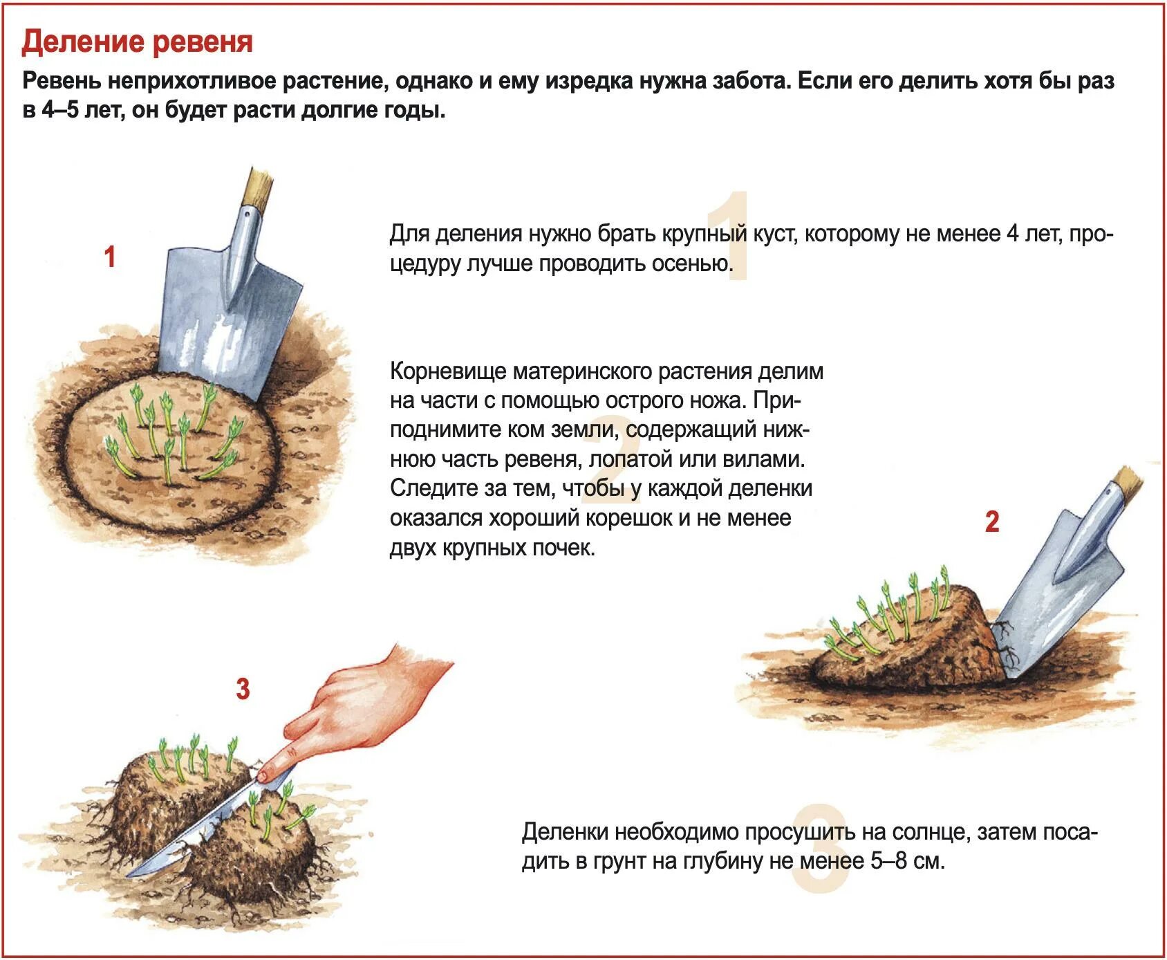 Как размножить ревень. Размножение ревеня делением куста. ревень посадка. ревень как посадить и вырастить. ревень семена когда сажать.
