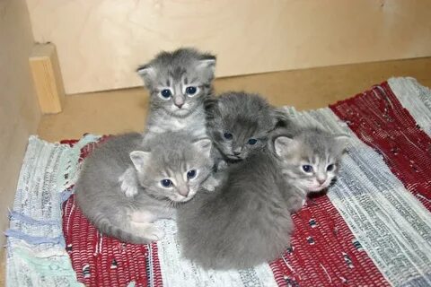 Через 2 дня котенок
