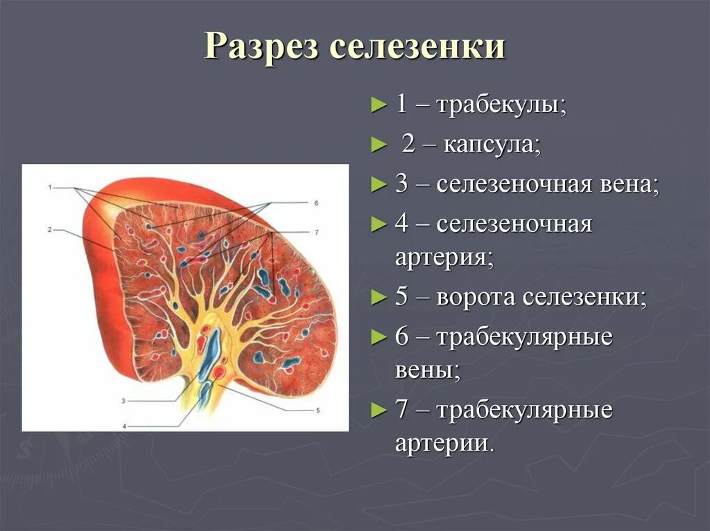 Части селезенки. Строение селезенки. Строение селезенки анатомия. Внешнее строение селезенки. Селезенка внешнее и внутреннее строение.