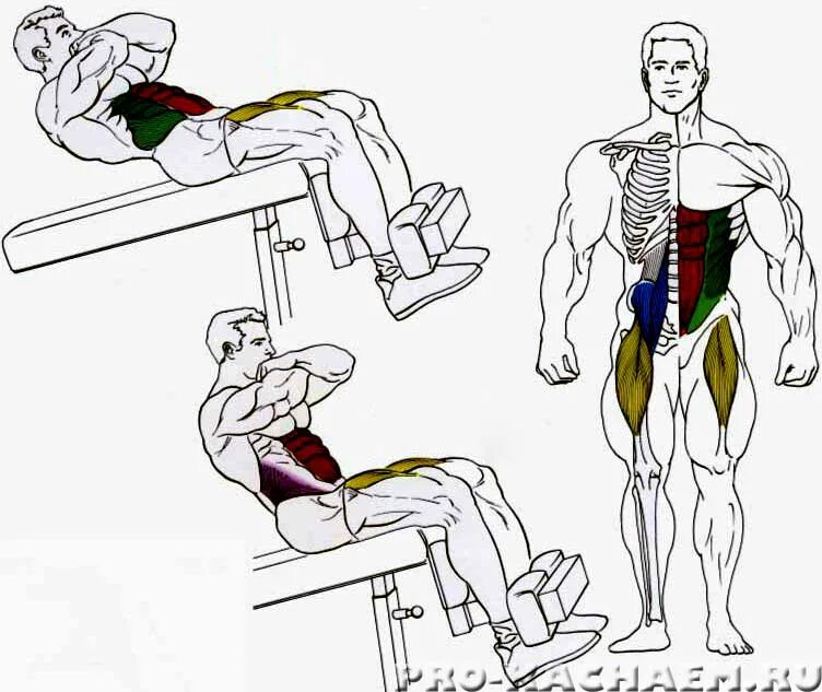 Скручивания на римском стуле. Скручивания поднятие корпуса на наклонной скамье. Скручивания на наклонной скамье техника выполнения. Подъем корпуса на пресс на наклонной скамье.