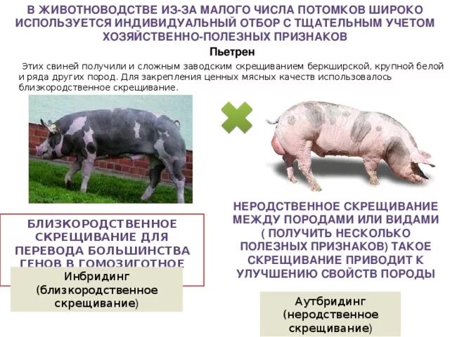Схема промышленного скрещивания свиней. Гибридизация свиней. Гибридизация в свиноводстве. Селекция животных неродственное скрещивание. Близкородственное скрещивание получение чистых линий скрещивание
