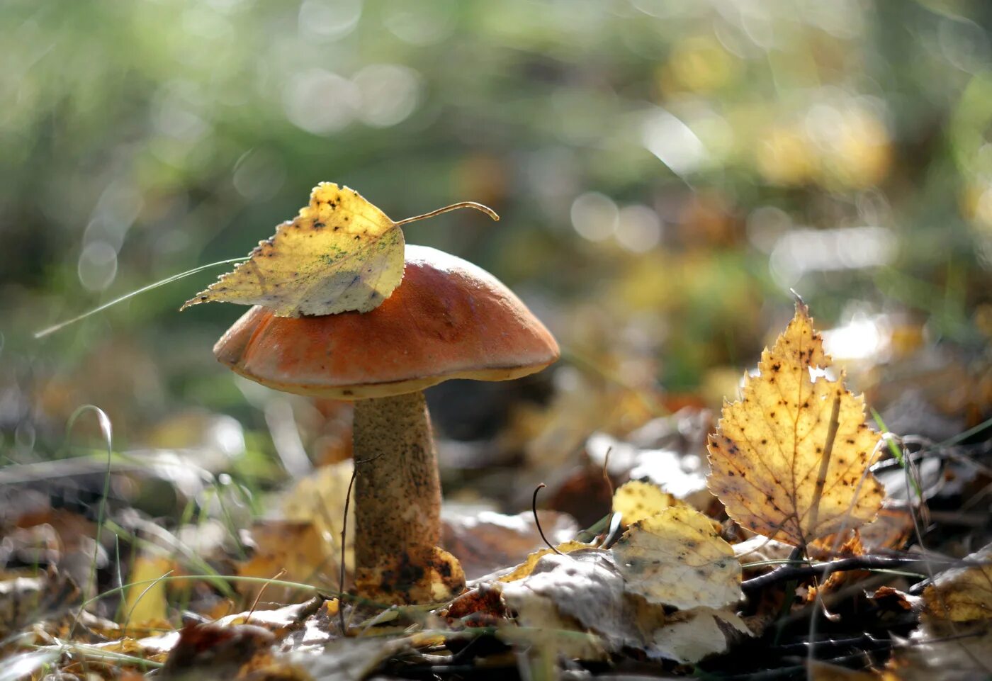 грибы в лесу. грибная пора осенью. грибная пора осенью. грибы в осеннем лесу. осень грибная пора.