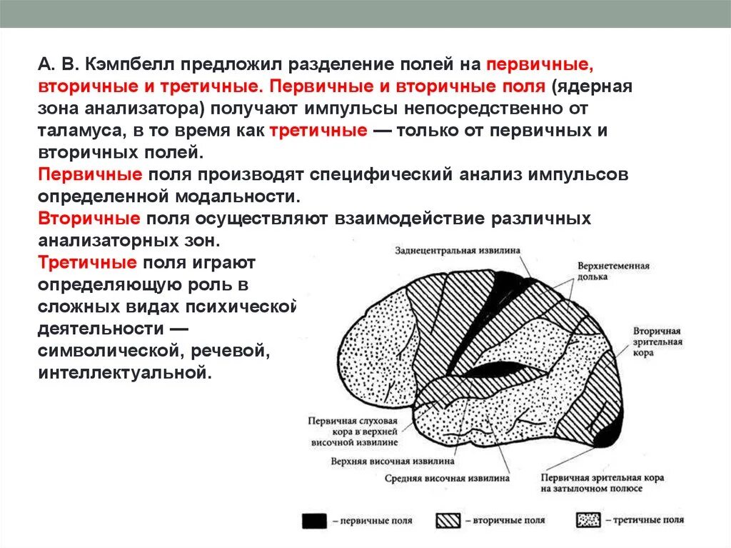 Первичные поля мозга. Зоны коры головного мозга первичная вторичная третичная. Первичные вторичные третичные поля коры головного мозга входят в. Первичные вторичные третичные поля анализаторов. Вторичные и третичные корковые поля.