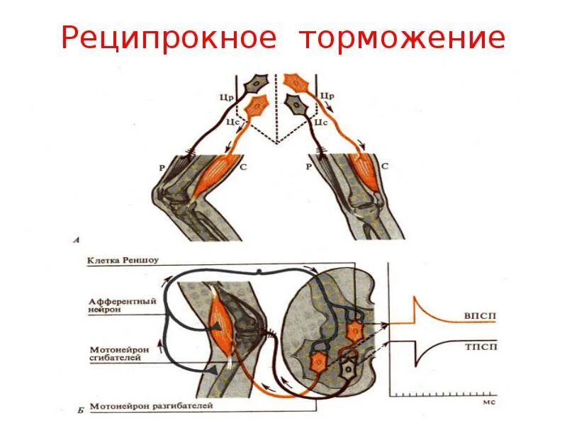 Нейронная схема реципрокного торможения. Реципрокное возвратное и Латеральное торможение. Реципрокное торможение схема. Реципрокное торможение в ЦНС физиология.