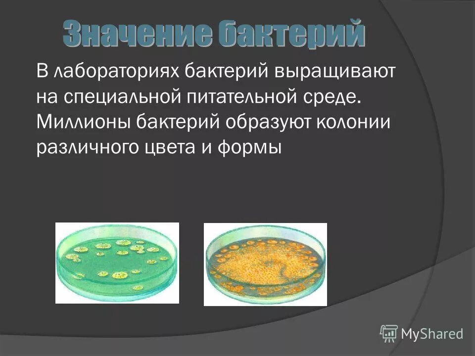 Бактерии домашних условиях. Выращивание бактерий. Питательная среда для бактерий. Бактерии выращивают в. Бактерии образуют колонии.