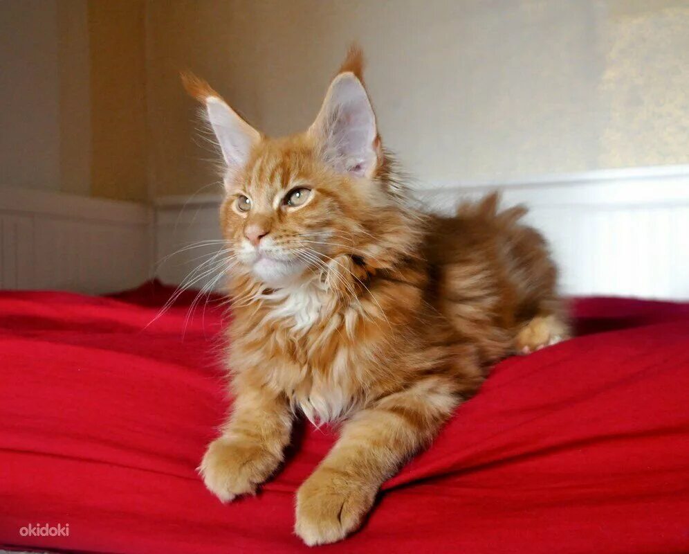 Мейн-кун. Мейн кун рыжий котенок. Мейн-кун котёнок рыший. Мейн кун рыжий. Мейн кун рыжая девочка.