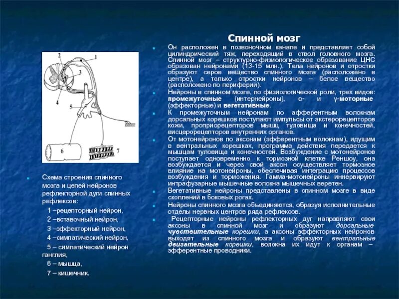 Дуги спинномозгового рефлекса составляют. Дуну спинно мозгового рефлекса составляют. Рефлекторная дуга спинного мозга. Примеры спинальных рефлексов.