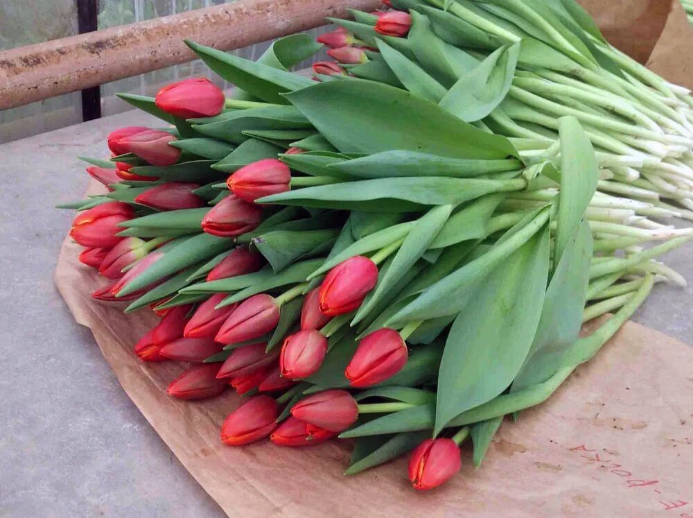 Тюльпаны опт. Тюльпаны в пачках. Склад цветов. Тюльпаны оптом от производителя. Тюльпан суррендер.