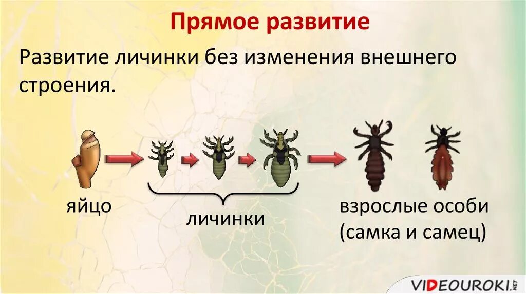 Развитие с метаморфозом у паукообразных или насекомых. Размножение насекомых схема. стадии размножения насекомых. класс насекомые размножение. размножение насекомых с полным циклом развития.