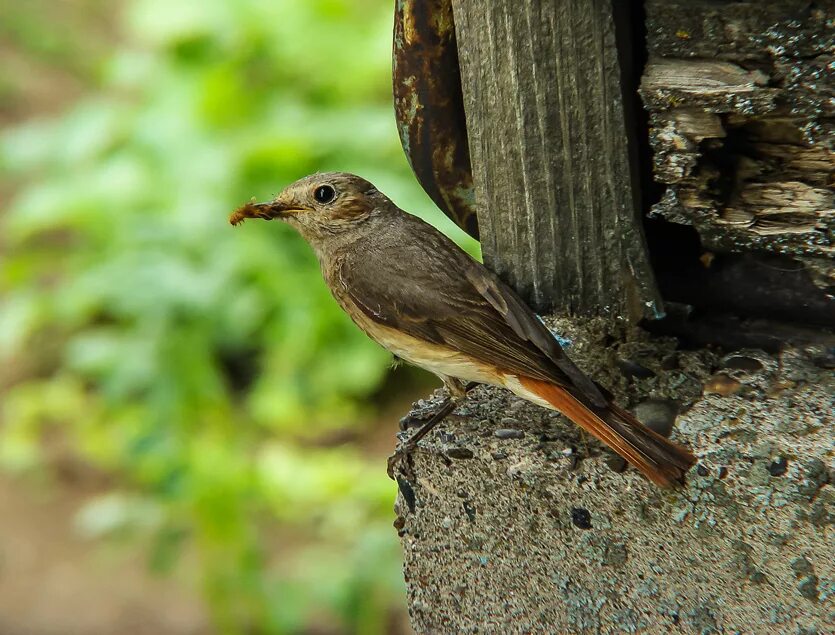 Стайные птицы башкирии. Какие птицы в башкирии. Стайные птицы башкирии. Щегол, варакушка. Сойка на башкирском.
