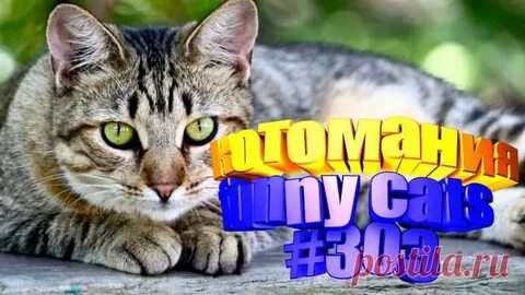 Показать кошачьи видео