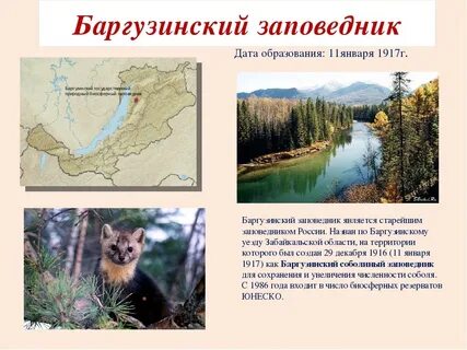 1 баргузинский заповедник