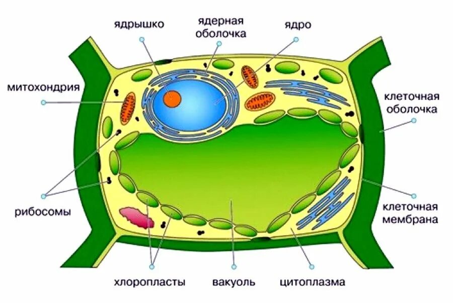 Растительная клетка рисунок. Растительная клетка рисунок с подписями органоидов. Органоиды растительной клетки рисунок. Строение органелл растительной клетки. Строение растительной клетки рис 20.