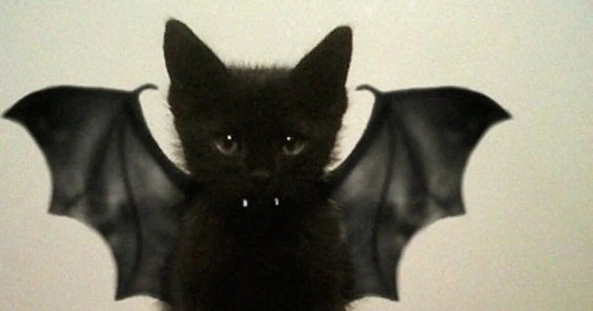 Кот с крыльями летучей мыши. Чëрный котëнок с крыдьями. Черный котенок с крыльями летучей мыши. Черный кот в костюме летучей мыши.