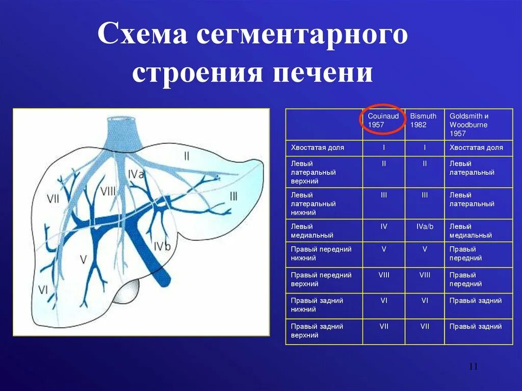 Нормы вен печени