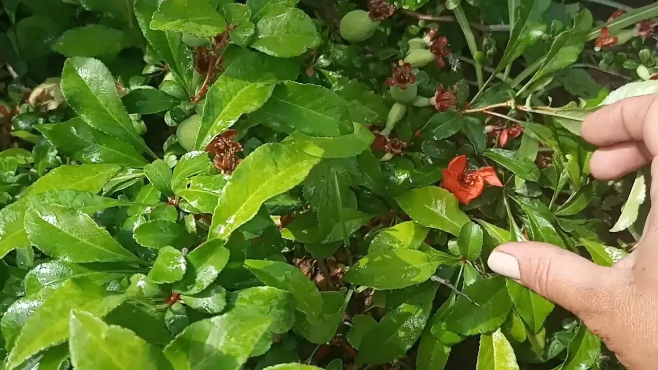 Как размножить айву