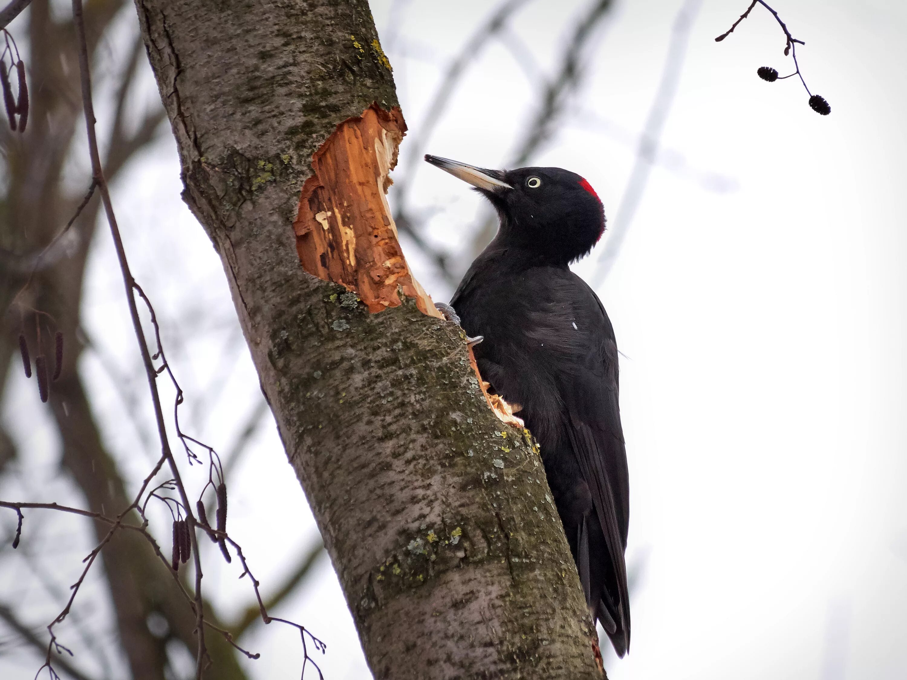 дятел черный большой без красной шапочки. черный дятел. дятел черный большой без красной шапочки.