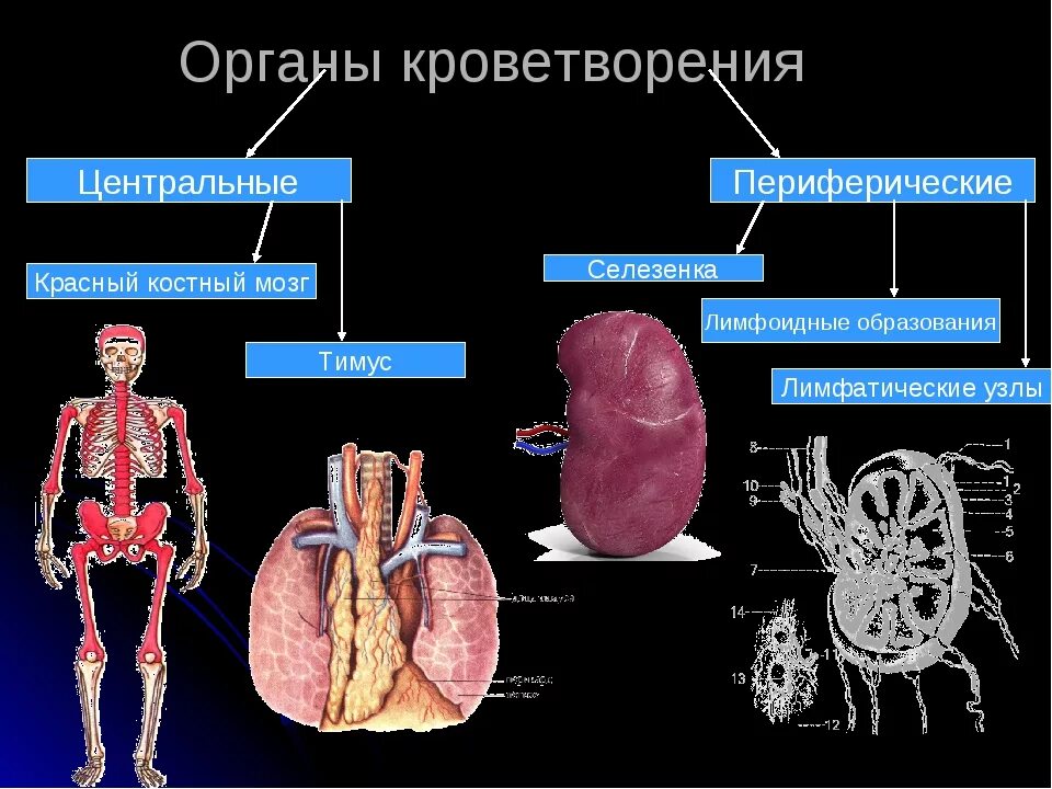 Органы гемопоэза