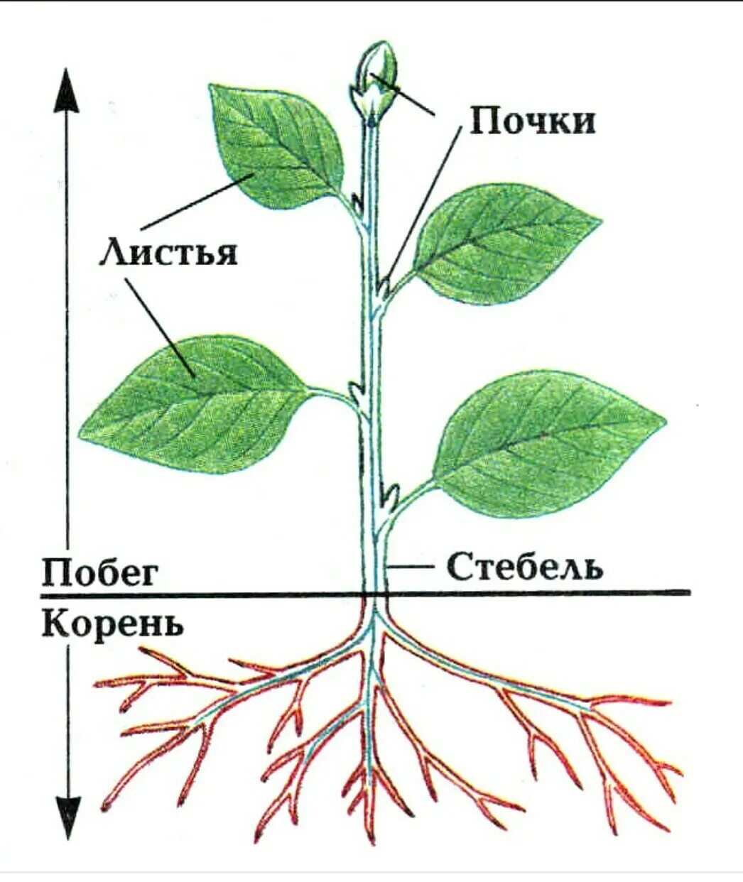 Корень стебель плод побег. Строение цветка стебель лист корень. Строение побега растения черешок. Части растения схема.