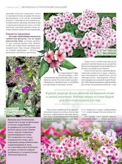 Подкормка флоксов