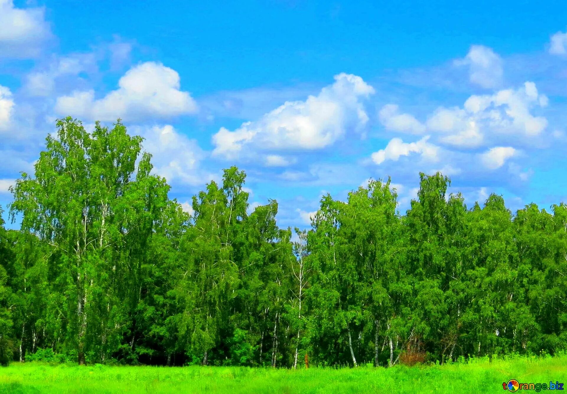 Небо лес. Панорама леса. лес и небо. много деревьев. лес панорама.
