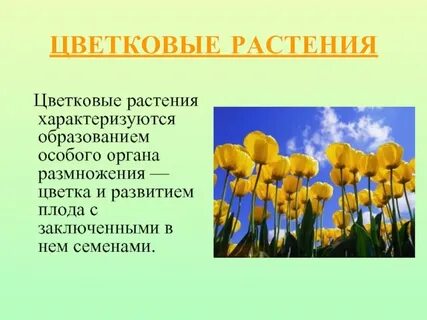 Цветок растений презентация