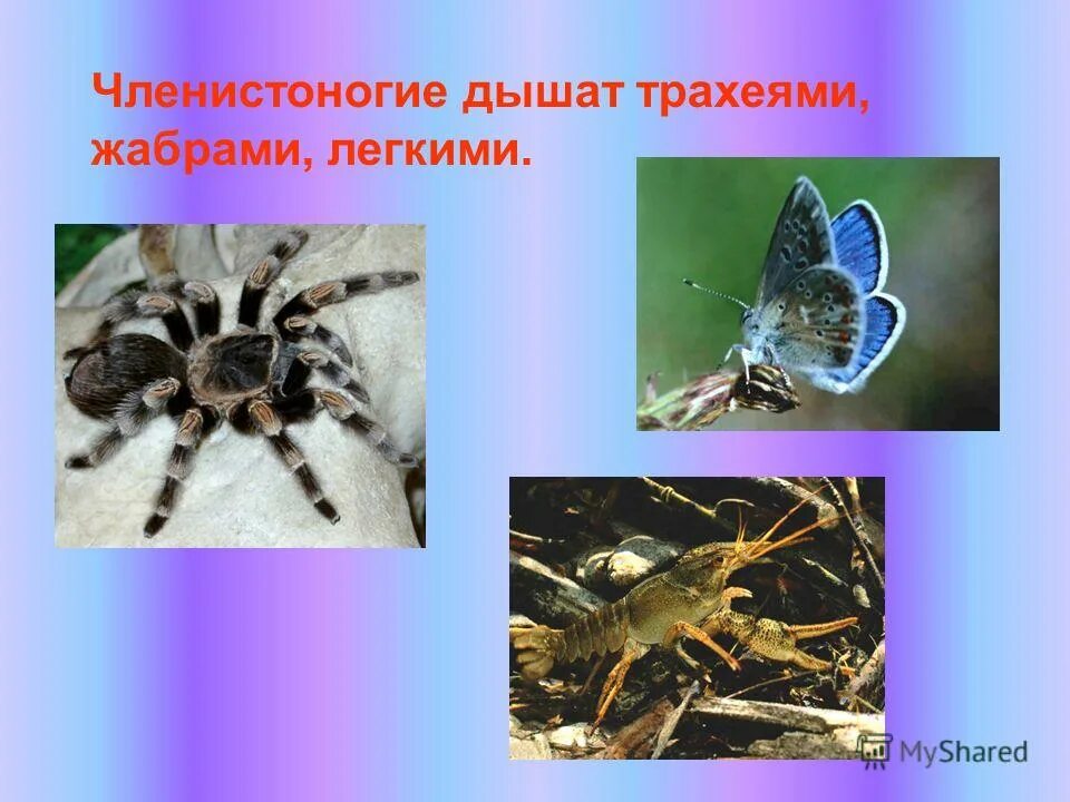 дыхательная система членистоногих ракообразных. органы дыхания членистоногих. дыхательная система жабры у членистоногих. органы дыхательной системы членистоногих. членистоноги дышат.