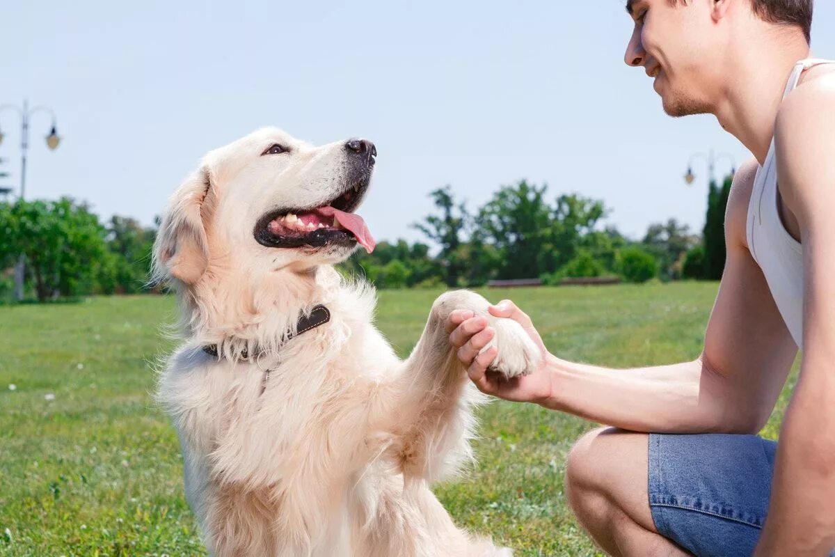 Good pets than dogs. Хозяин собаки. Счастливый человек с собакой. Лабрадор с хозяином. Золотистый ретривер с хозяином.