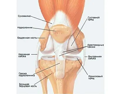 Правого коленного сустава