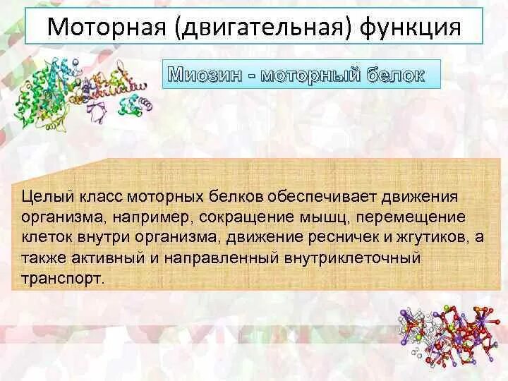 Белки выполняющие двигательную функцию. Двигательные белки примеры. Двигательная функция белка. Двигательные белки функции. Белки обеспечивающие движение функции.