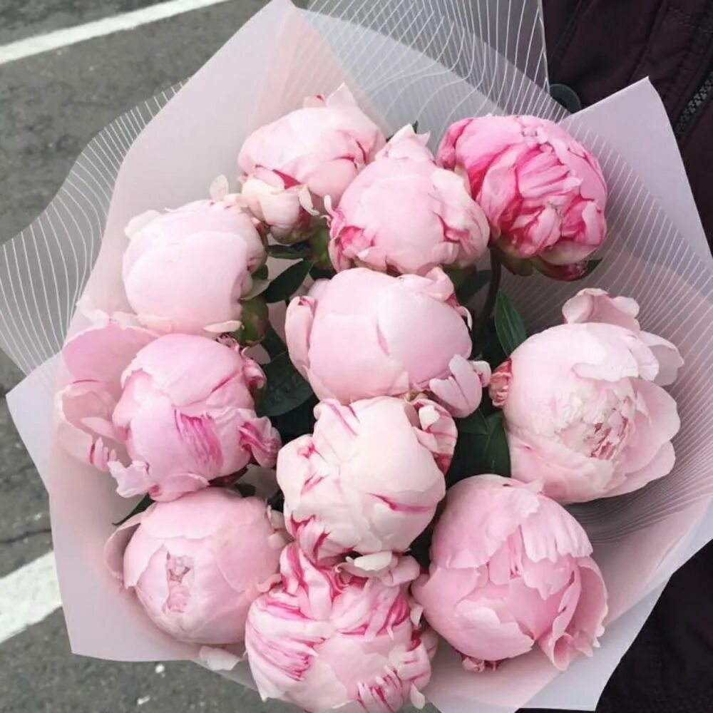 Монобукет - пионы. Зефирные пионы. Пионы на складе. Пион пломбир розовый. Пионы оптом.