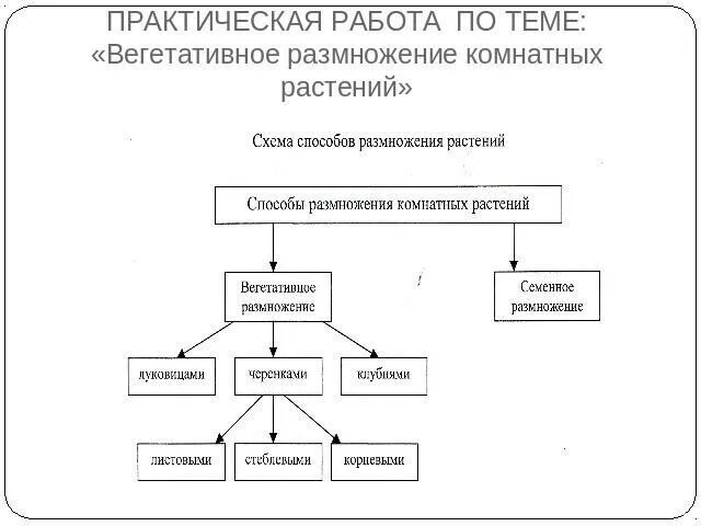 Лаб раб вегетативное размножение комнатных растений. Вегетативное размножение комнатных растений схема. Лабораторная вегетативное размножение комнатных растений 6 класс. Вегетативное размножение комнатных растений таблица. Биология 6 класс вегетативное размножение растений лабораторная