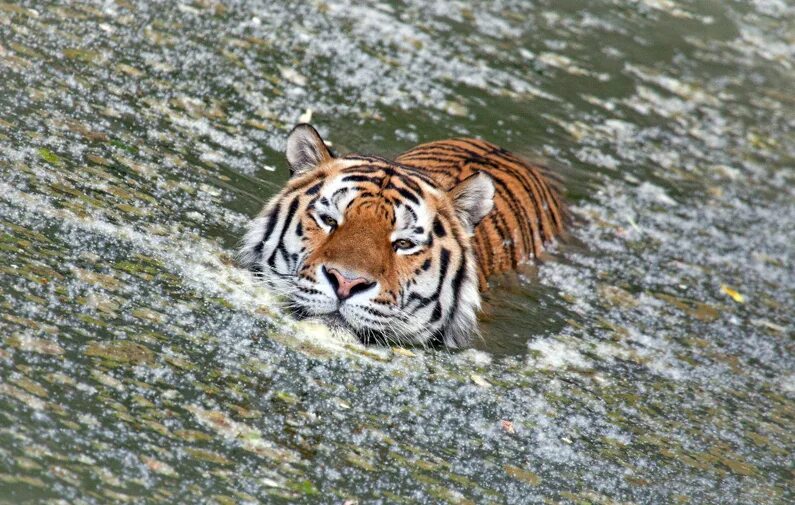 тигр зедге. заставка на рабочий стол тигр. катрина каиф жил был тигр.