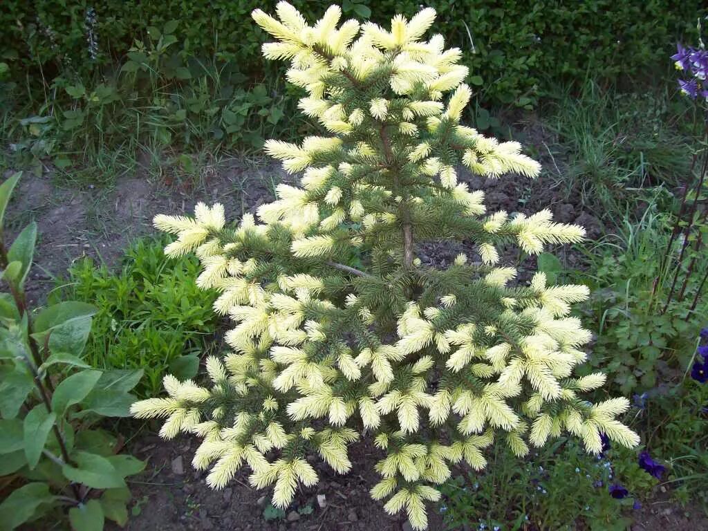 Ель колючая Белобок. Ель колючая "Bialobok" (Белобок). Ель Белобок (Picea pungens Bialobok). "Ель колючая ""Биалобок"" с35". Ель колючая сорта