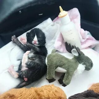 Девушка родила котят