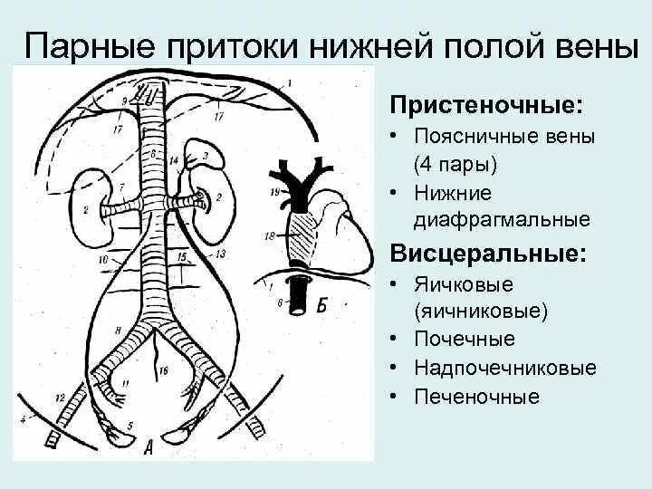 Две нижних полых вены. Нижняя полая Вена висцеральные притоки. Нижняя полая Вена с висцеральными ветвями. Нижняя полая Вена анатомия притоки. Нижняя полая Вена притоки схема.